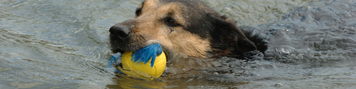 www.dogs-consulting.de – Wie viel Öl und Fett braucht der Hund?