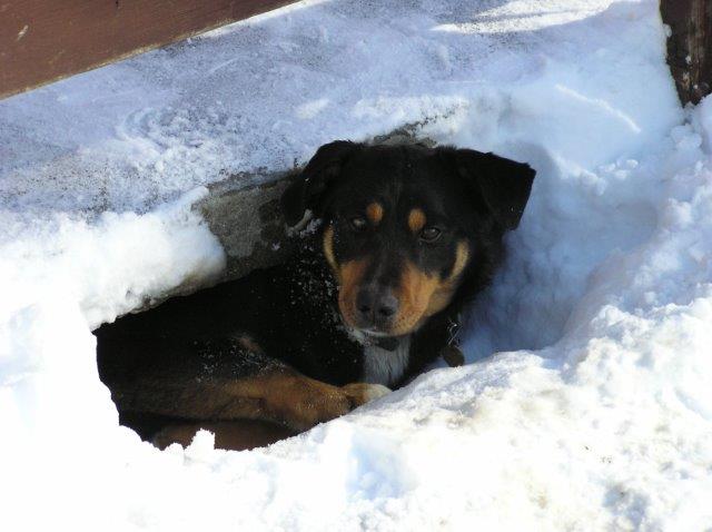 Hunde draußen halten. Nachgedacht! www.dogsconsulting.de