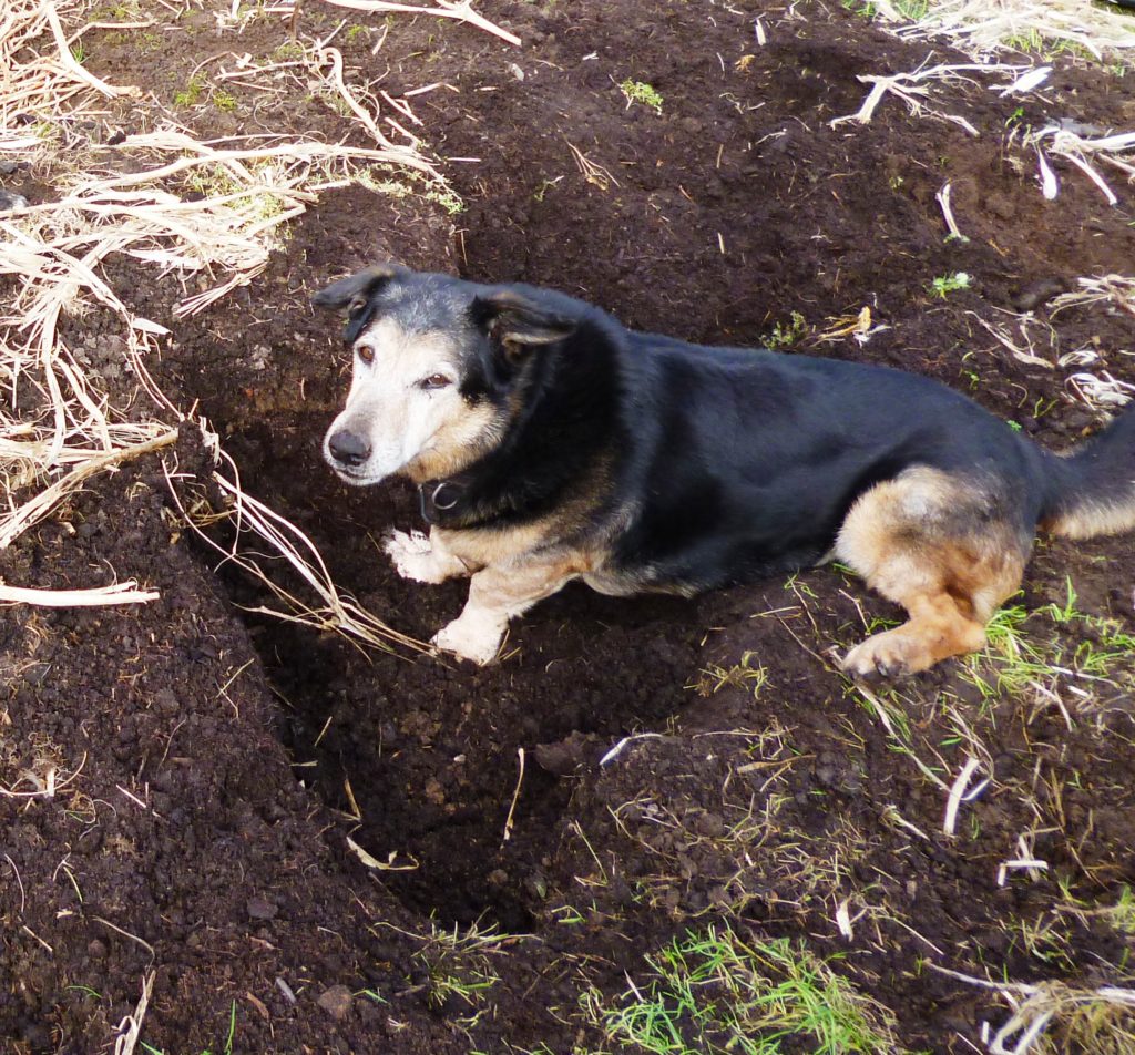 Wie alt ist mein Hund wirklich? www.dogsconsulting.de