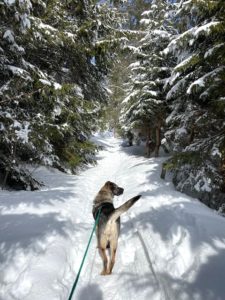 Schneewanderungen mit Hund: Ein Winterabenteuer für Zwei